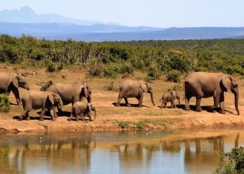 10 Best African Safari Tours 2024/2025 - TourRadar