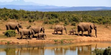 10 Best African Safari Tours 2024/2025 - TourRadar