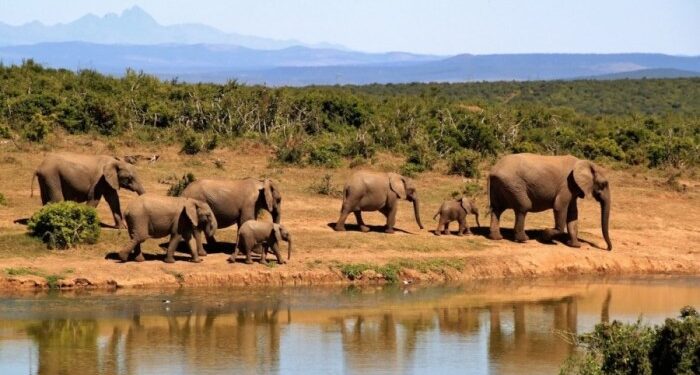 10 Best African Safari Tours 2024/2025 - TourRadar